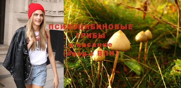 стаф Ельня