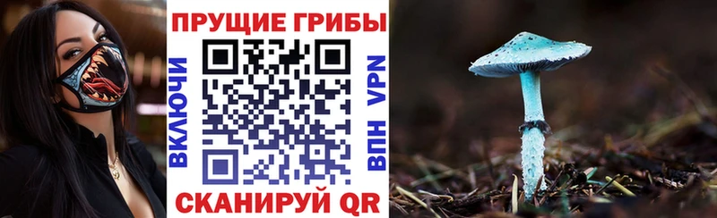 как найти закладки  Кисловодск  Псилоцибиновые грибы мухоморы 